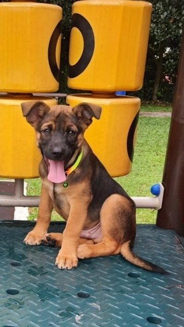 George And Jon - German Shepherd Dog + Black Mouth Cur Dog