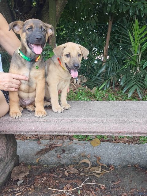 George And Jon - German Shepherd Dog + Black Mouth Cur Dog