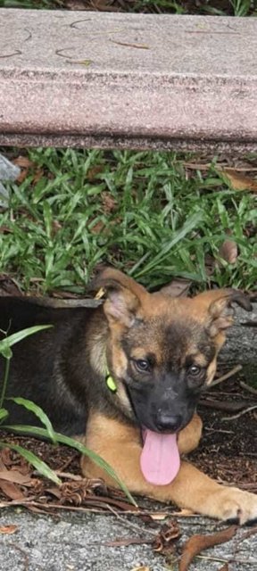 George And Jon - German Shepherd Dog + Black Mouth Cur Dog