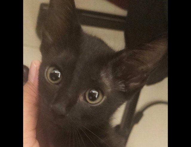 Black - Bombay + Domestic Short Hair Cat