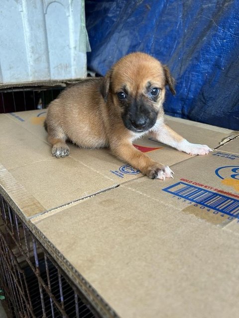 1 Month Cute Puppies  - Mixed Breed Dog