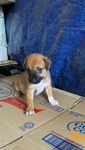 1 Month Cute Puppies  - Mixed Breed Dog