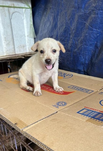 1 Month Cute Puppies  - Mixed Breed Dog