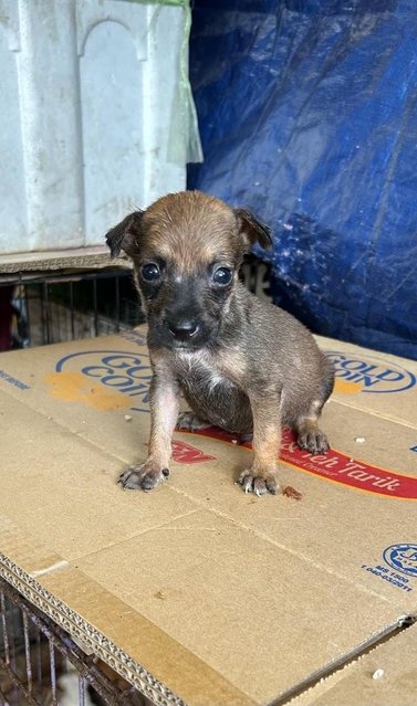 1 Month Cute Puppies  - Mixed Breed Dog