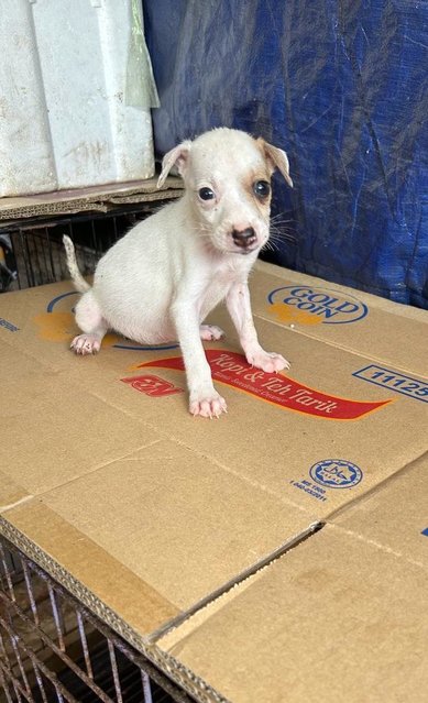 1 Month Cute Puppies  - Mixed Breed Dog