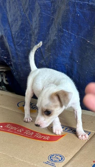 1 Month Cute Puppies  - Mixed Breed Dog