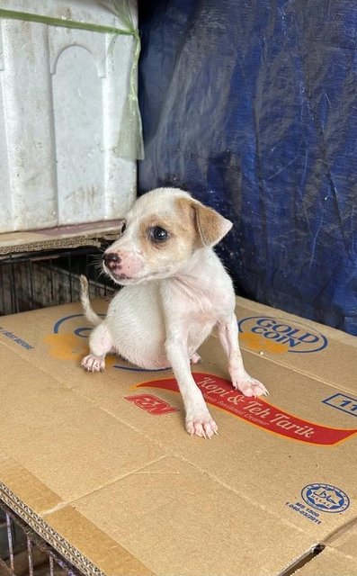 1 Month Cute Puppies  - Mixed Breed Dog