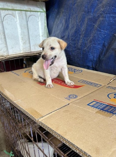 1 Month Cute Puppies  - Mixed Breed Dog