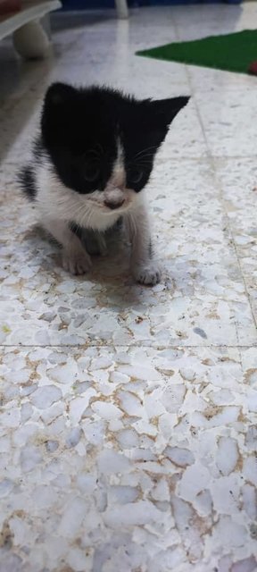 Yuki - Domestic Medium Hair Cat