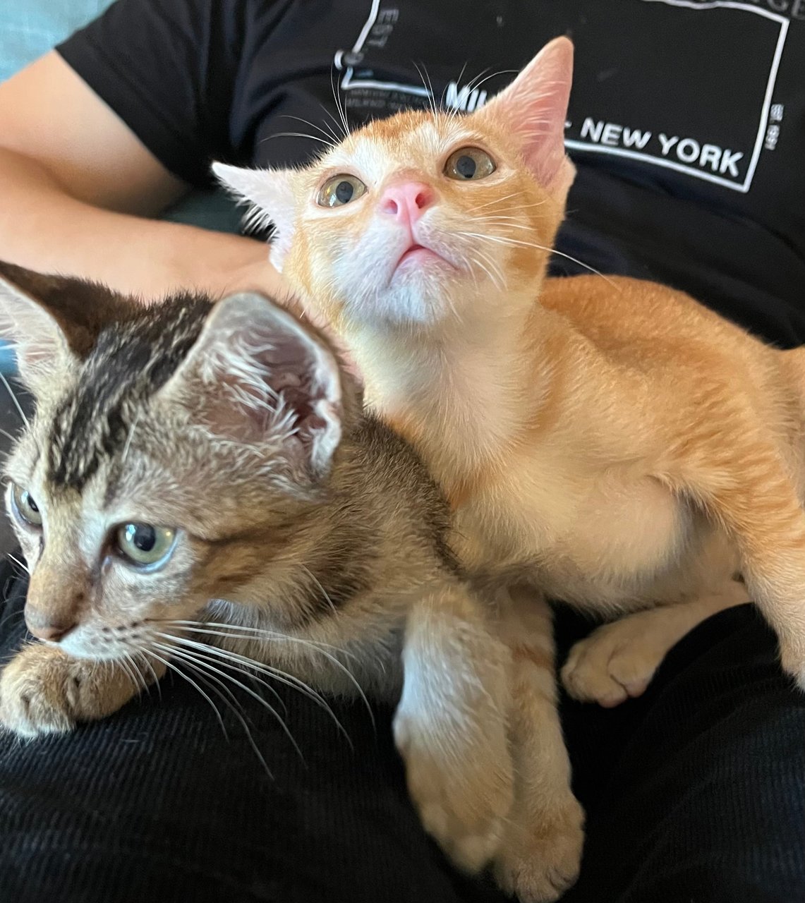 Grey Ginger - Domestic Short Hair Cat