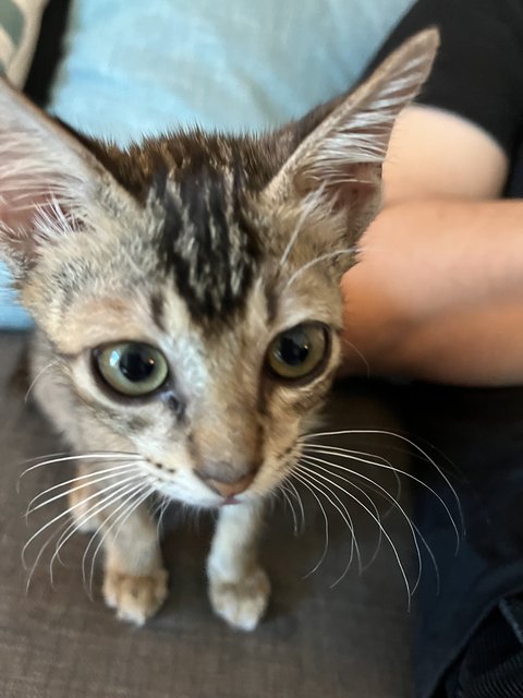 Grey Ginger - Domestic Short Hair Cat