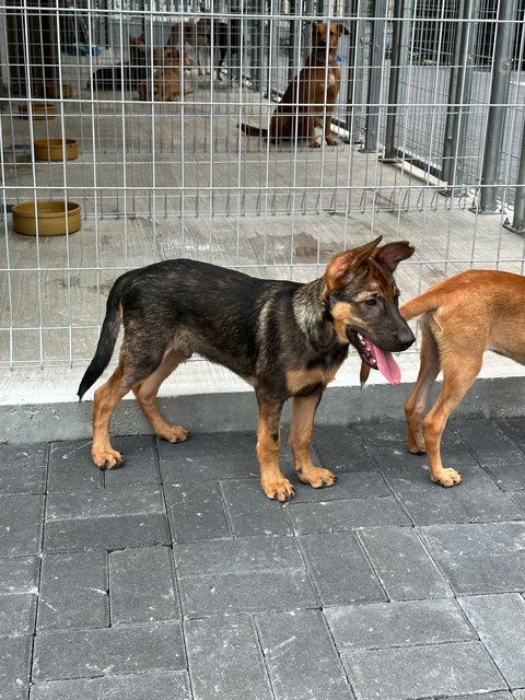 Tesha &amp; Ryder - Belgian Shepherd Malinois Dog