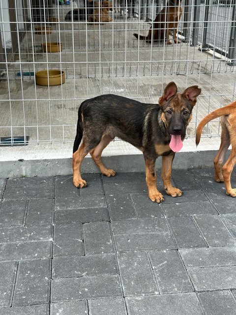 Tesha &amp; Ryder - Belgian Shepherd Malinois Dog