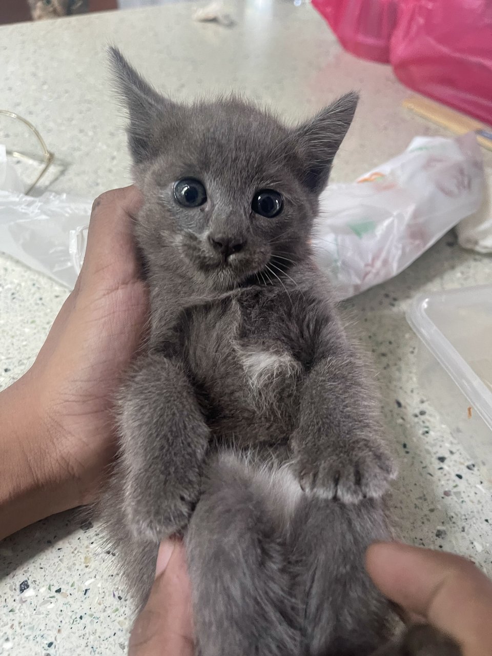 Abu &amp; Snow &amp; Marble  - Domestic Medium Hair Cat