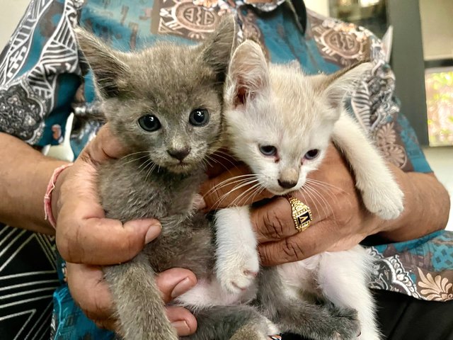 Abu &amp; Snow &amp; Marble  - Domestic Medium Hair Cat