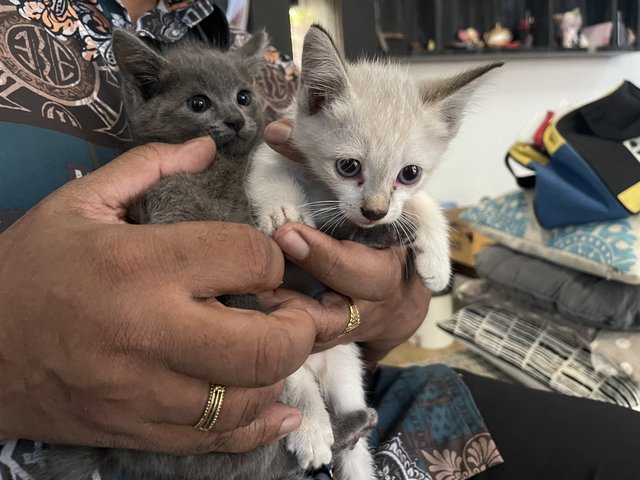 Abu &amp; Snow &amp; Marble  - Domestic Medium Hair Cat