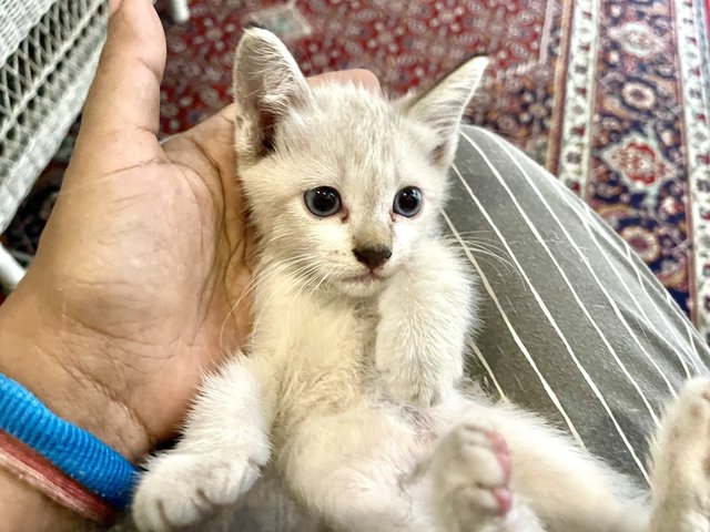 Abu &amp; Snow &amp; Marble  - Domestic Medium Hair Cat