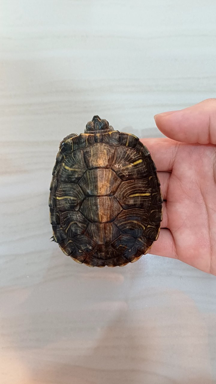 Turtle - Turtle + Tortoise Reptile