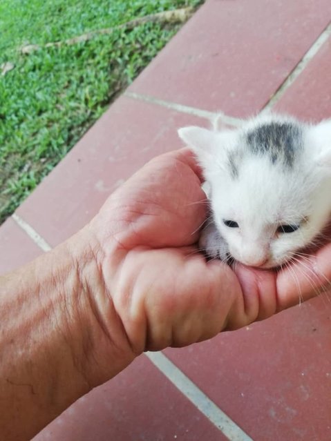 Grey Patch - Turkish Van + Domestic Short Hair Cat