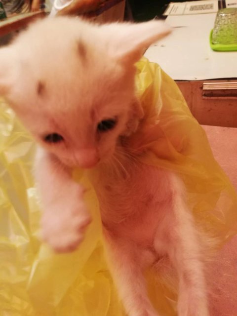 Grey Dot - Turkish Van + Domestic Short Hair Cat