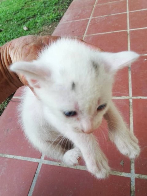 Grey Dot - Turkish Van + Domestic Short Hair Cat