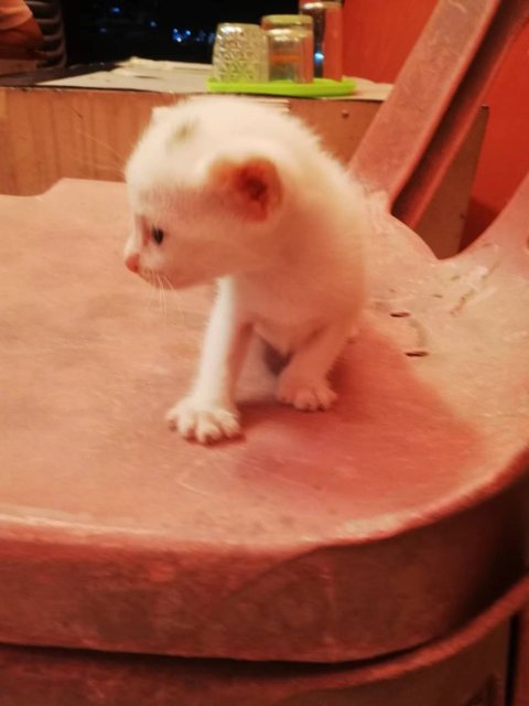 Grey Dot - Turkish Van + Domestic Short Hair Cat