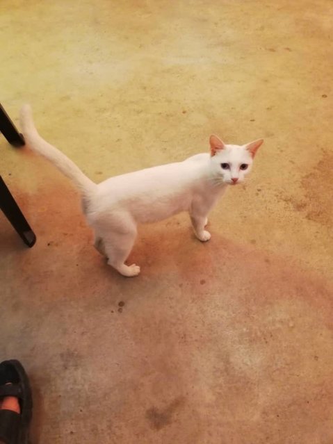 Grey Dot - Turkish Van + Domestic Short Hair Cat