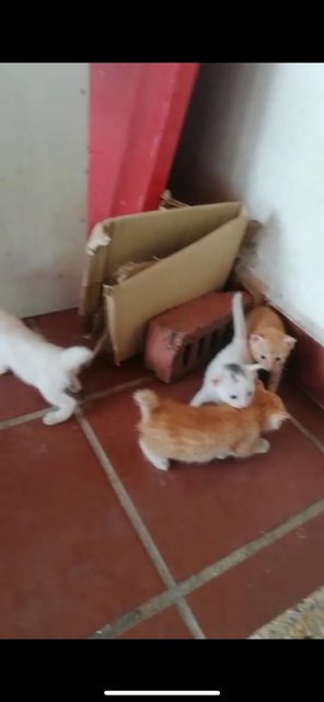 Grey Dot - Turkish Van + Domestic Short Hair Cat