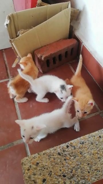 Grey Dot - Turkish Van + Domestic Short Hair Cat