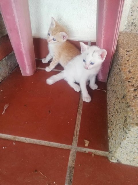 Grey Dot - Turkish Van + Domestic Short Hair Cat