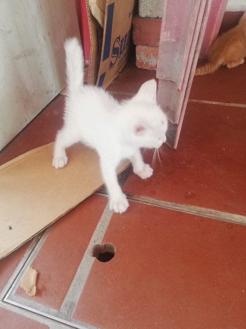 Grey Dot - Turkish Van + Domestic Short Hair Cat