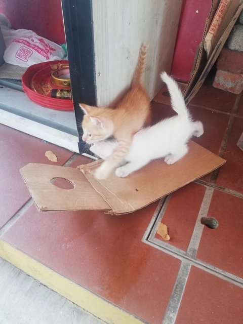 Grey Dot - Turkish Van + Domestic Short Hair Cat