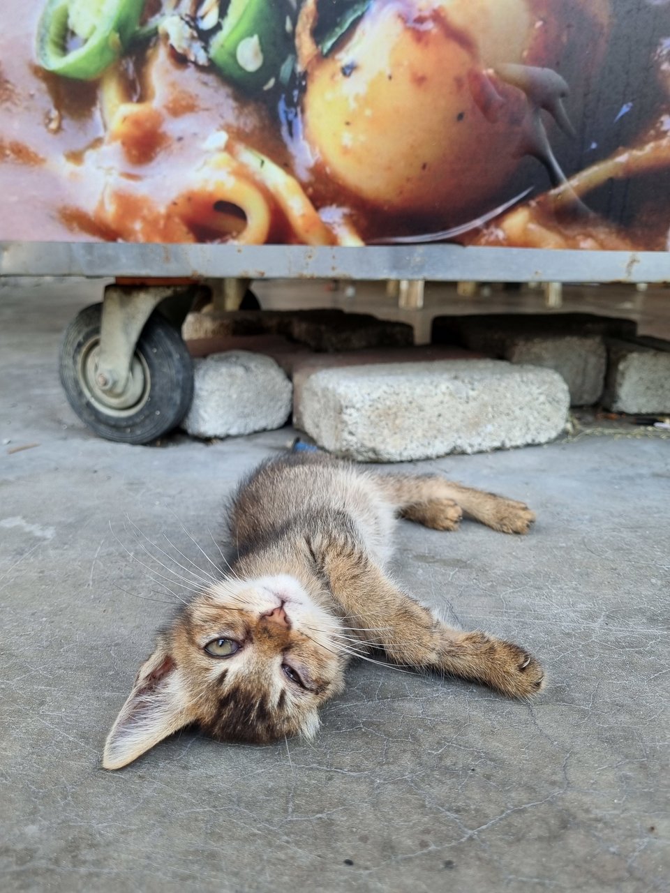 Jerry - Domestic Medium Hair Cat