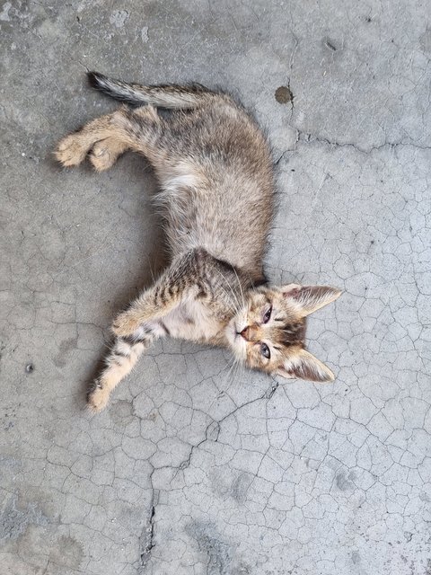 Jerry - Domestic Medium Hair Cat