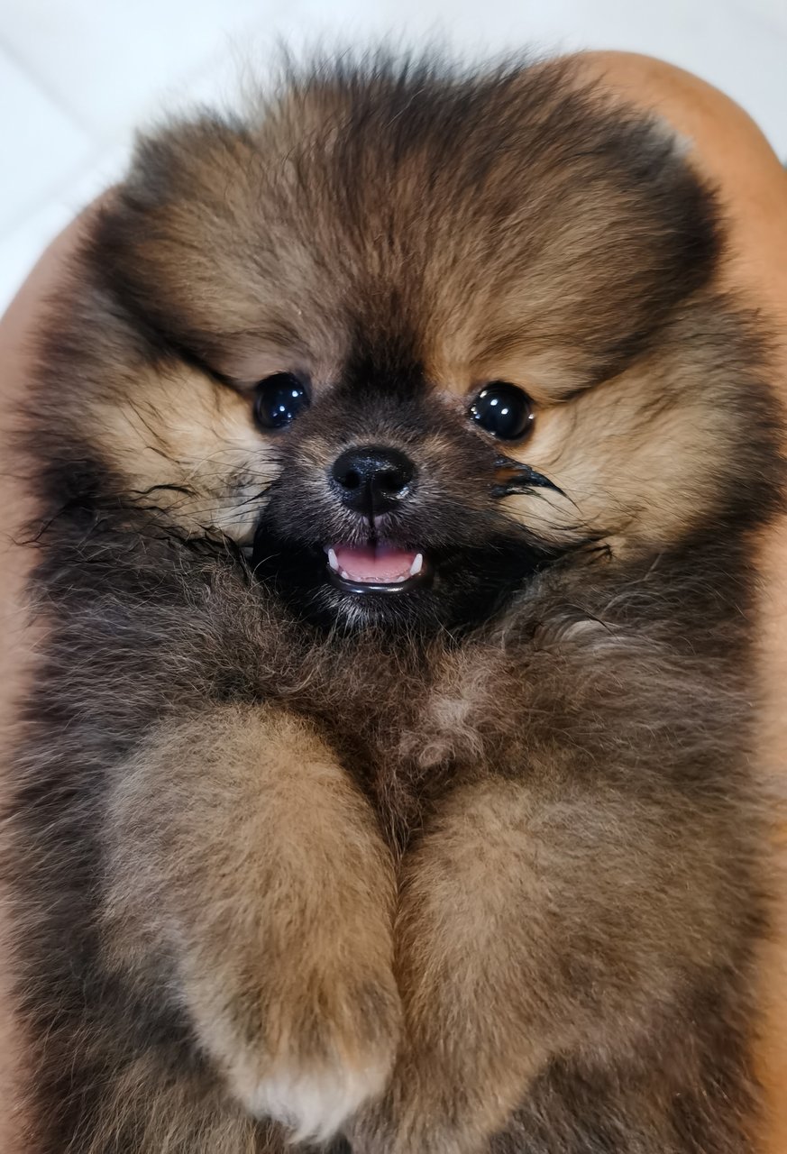 Racoon - Pomeranian Dog