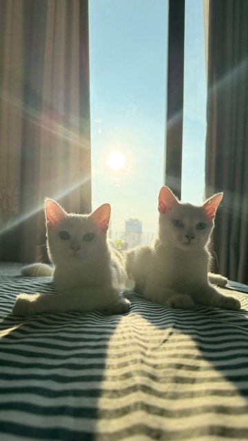 Aya &amp; Ayi - Bombay + Persian Cat