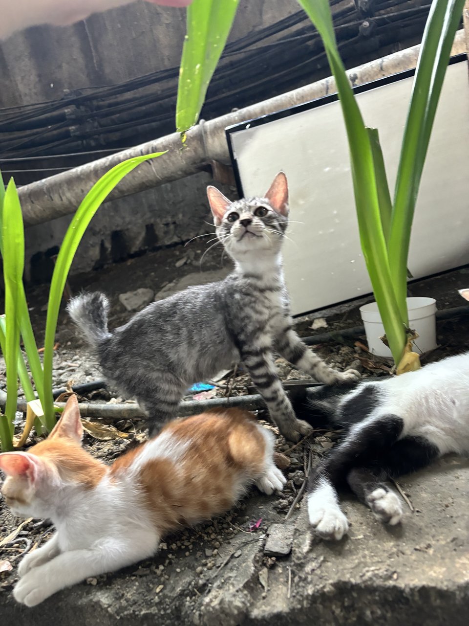 Silver - Domestic Medium Hair Cat