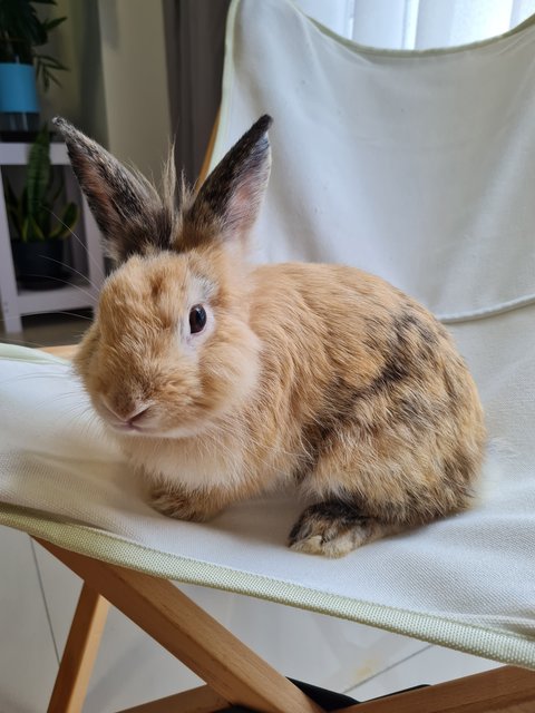 Tom - Lionhead + Angora Rabbit Rabbit