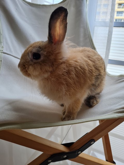 Tom - Lionhead + Angora Rabbit Rabbit