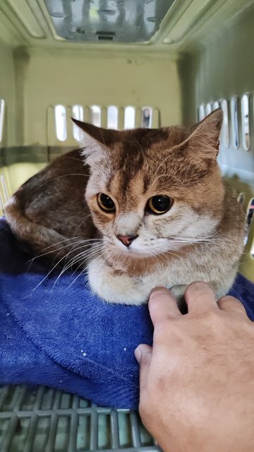 Unknown - British Shorthair Cat