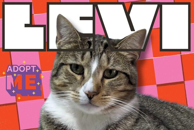 Levi - Domestic Short Hair + Tabby Cat