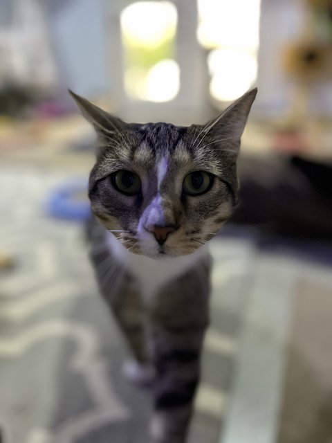 Levi - Domestic Short Hair + Tabby Cat