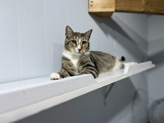 Levi - Domestic Short Hair + Tabby Cat