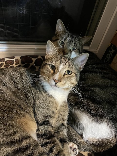 Levi - Domestic Short Hair + Tabby Cat