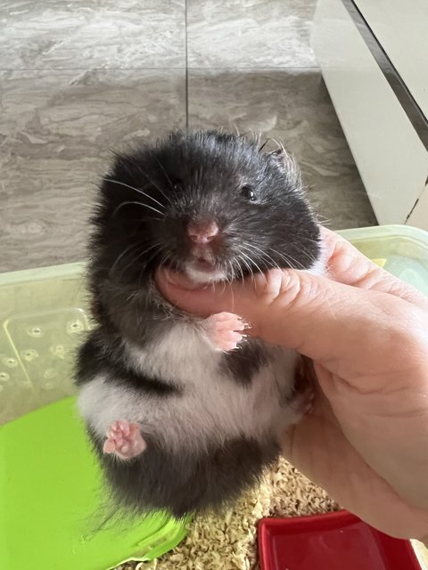 Big Bone Syrian Hamster  - Syrian / Golden Hamster Hamster