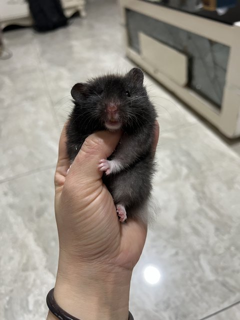 Big Bone Syrian Hamster  - Syrian / Golden Hamster Hamster