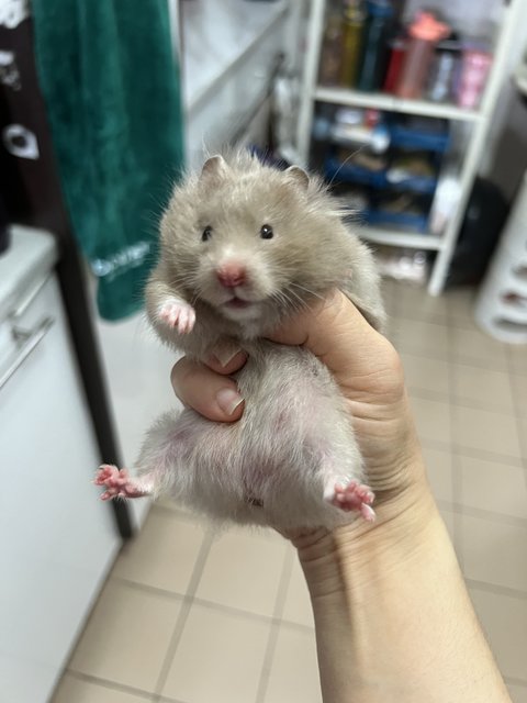 Big Bone Syrian Hamster  - Syrian / Golden Hamster Hamster