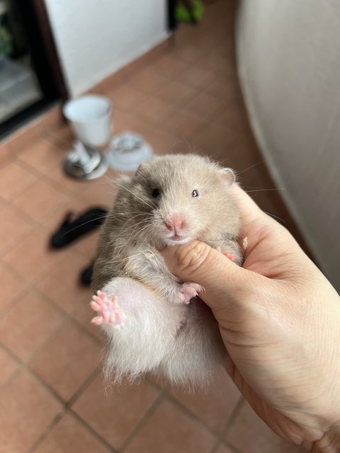 Big Bone Syrian Hamster  - Syrian / Golden Hamster Hamster