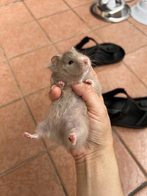 Big Bone Syrian Hamster  - Syrian / Golden Hamster Hamster