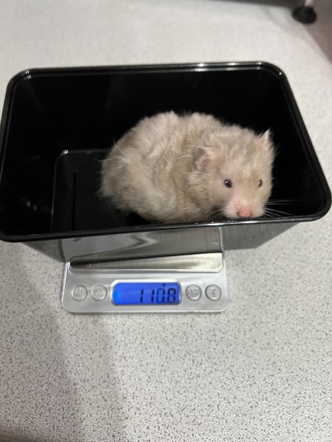 Big Bone Syrian Hamster  - Syrian / Golden Hamster Hamster